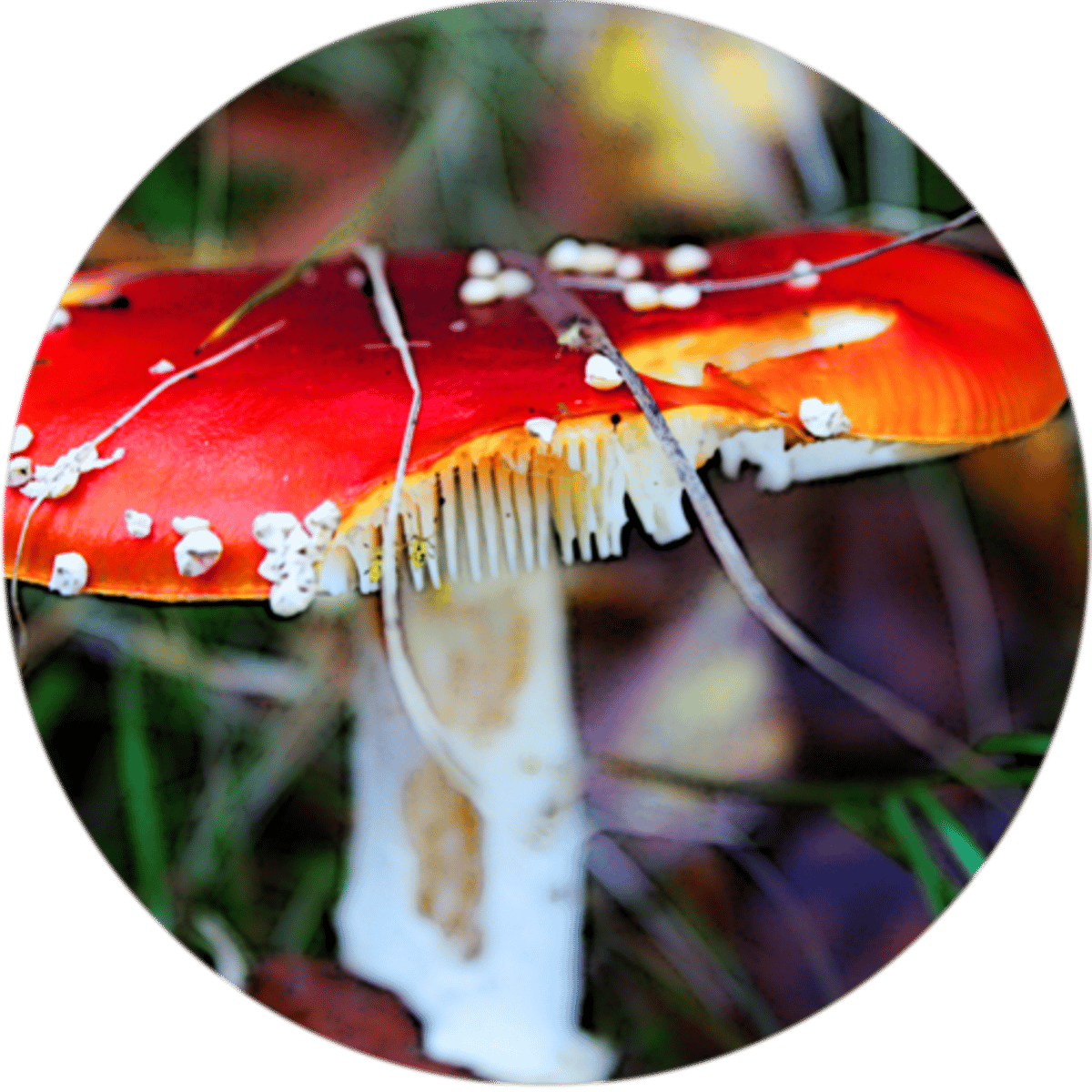 <p>An organism that breaks down wastes and dead organisms</p>