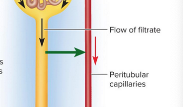 <p>Tubular reabsorption</p>