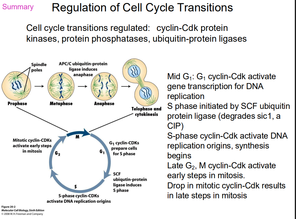 <p>SUMMARY OF REGULATION OF CELL CYCLE TRANSITIONS</p>