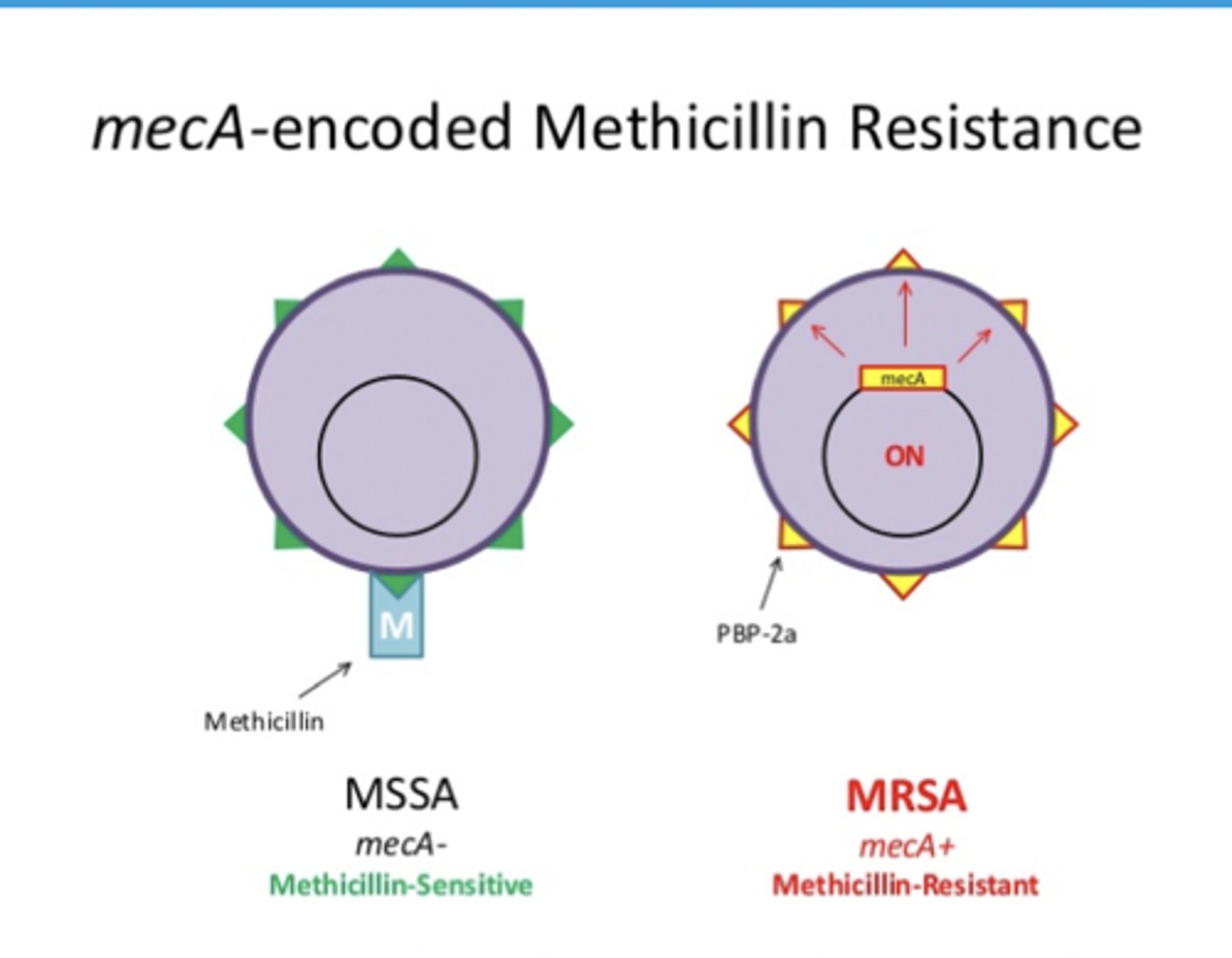 <p>mecA encodes a different PBP called PBP2a</p><p>Penicillin-like antibiotics, including methicillin, cannot bind</p><p>to PBP2a. Therefore, these antibiotics cannot inhibit peptidoglycan synthesis in the MRSA strain</p>