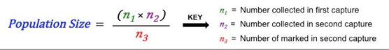 <ol><li><p>Capture &amp; mark individual</p></li><li><p>Recapture &amp; check for mark</p></li></ol><p></p>