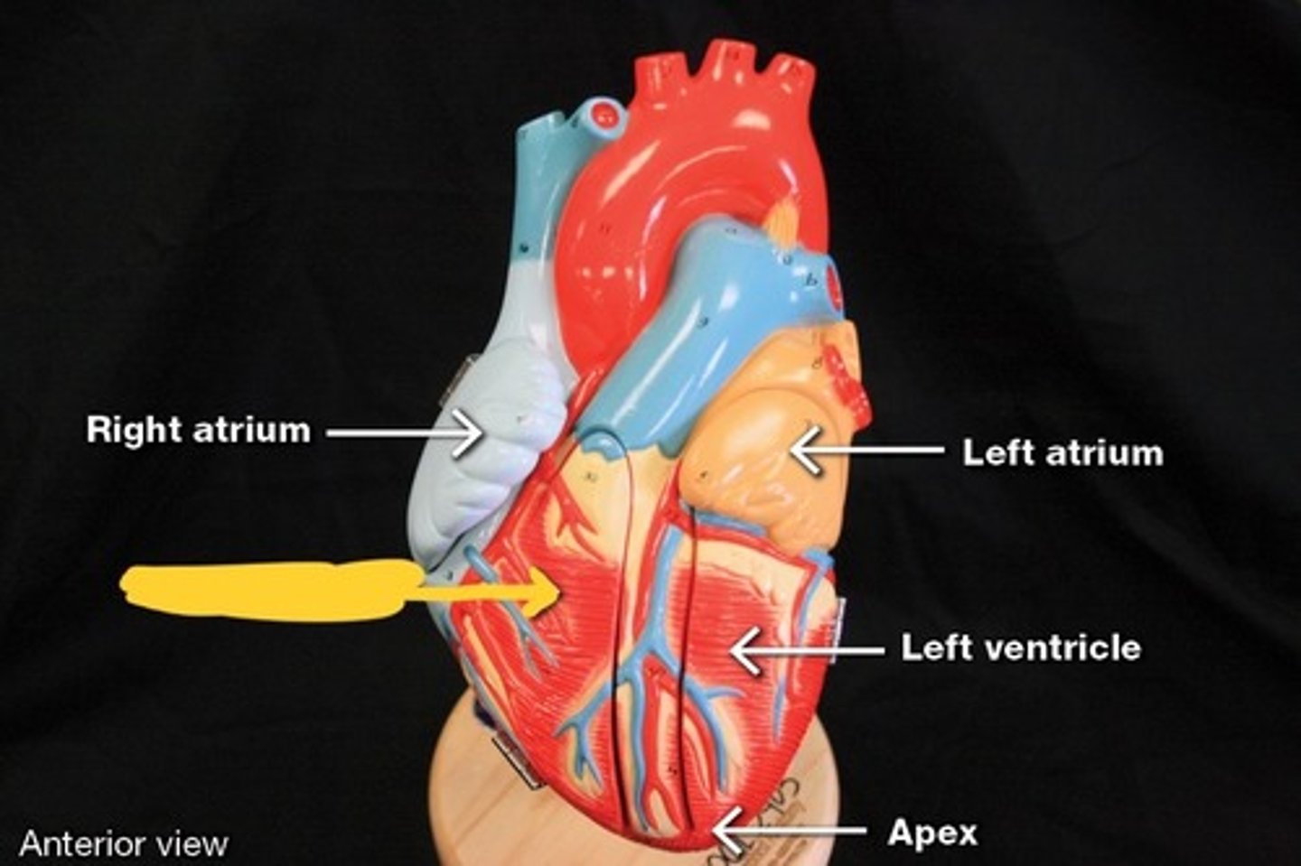 <p>Chambers of heart,</p>