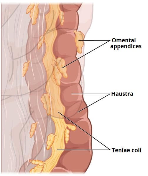 <p>the small, pouch like bulges or sacs that form on the surface of the colon due to the contraction of the three long muscular bands called the taeniae coli</p>