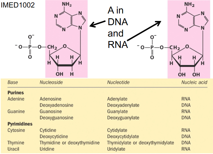 <p>Purine and Pyrimidine binding</p>