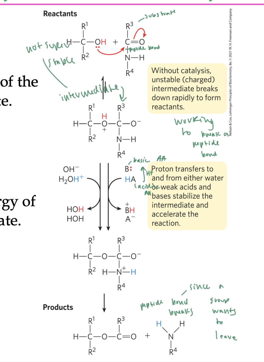 <ul><li><p>a proton transferring from an acid lowers the free energy of the rxn’s transition state (general acid catalysis)</p></li><li><p>a proton being removed by a base lowers the free energy of the rxn’s transition state (general base catalysis)</p></li><li><p>these rxns occur to stabilize intermediates to promote the continuation of a rxn</p></li><li><p>see image on slide</p></li><li><p>the substrate has a peptide bond</p></li><li><p>the intermediate has a charge (since when the enzyme and substrate combined, it was due to a proton transfer)</p></li><li><p>the proton transfers to and from either water or weak acids/base side chains to stabilize the intermediate, but this causes the peptide bond to be unstable</p></li><li><p>the product forms when the peptide bond is finally broken due to a leaving group leaving</p></li></ul><p></p>