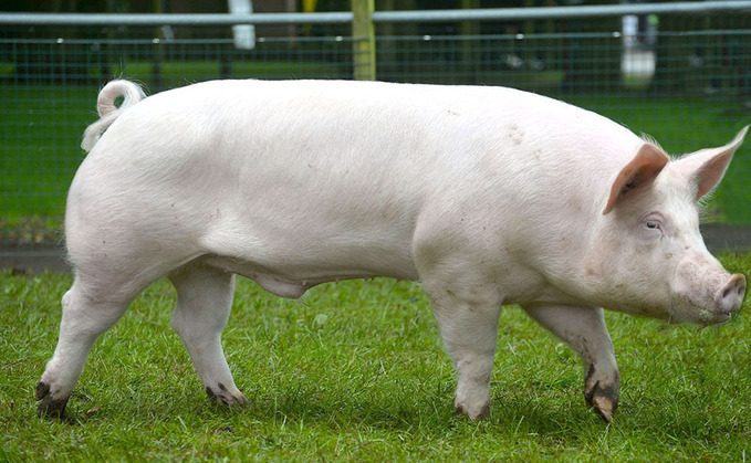 <p>They are known for their adaptability to various environments, contributing to their widespread popularity in the swine industry. Known as “Mother breed”</p>