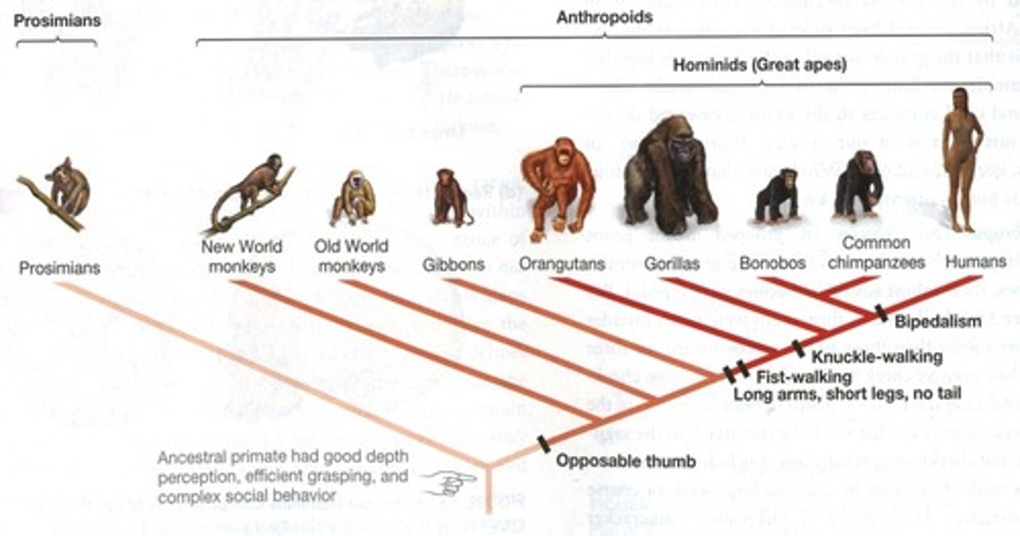 <p>Humans belong to the family Hominidae and are not classified within the Cercopithecoidea, which includes Old World monkeys.</p>