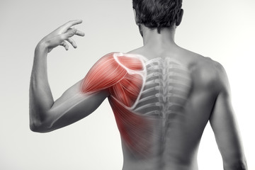 <p>Shoulder</p>