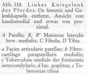 <ol><li><p>Lig. patellae laterale, 2. intermedium, 3. mediale</p></li></ol><ol start="4"><li><p>Lig. femoropatellare laterale, 5. mediale</p></li></ol><ol start="6"><li><p>Lig. collaterale laterale, 7. mediale</p></li></ol><ol start="8"><li><p>Lig. cruciatum craniale, 9. caudale</p></li></ol><ol start="10"><li><p>Lig. meniscofemorale</p></li></ol><ol start="11"><li><p>Lig. tibiale caudale menisci lateralis, 12. medialis</p></li></ol><p></p>