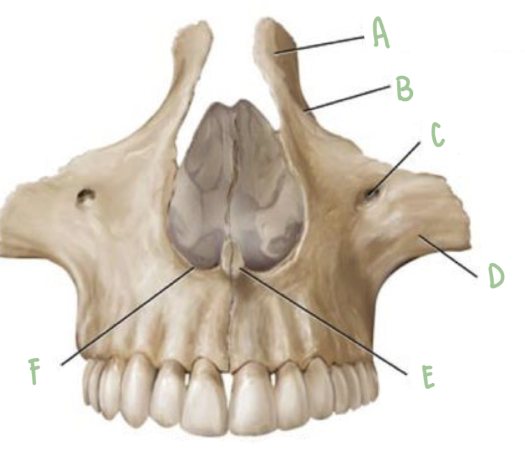 <p>Name the part of the maxillae labeled D</p>