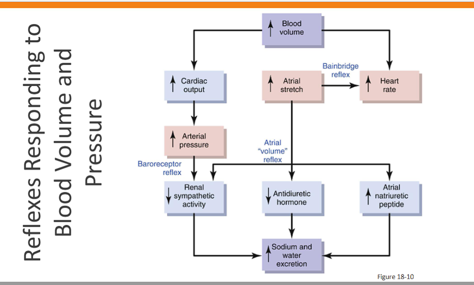 <p>baroreceptor reflex: increase in blood volume increases AP, more baroreceptors fire to lower the blood pressure, decreasing sympathetic renal activity to increase water and sodium excretion. </p><p>atrial volume reflex: <span><span>The term </span></span><strong><span>"Atrial Volume Reflex"</span></strong><span><span> is essentially another name for the </span></span><strong><span>Bainbridge Reflex</span></strong><span><span> that you just described.</span></span></p>