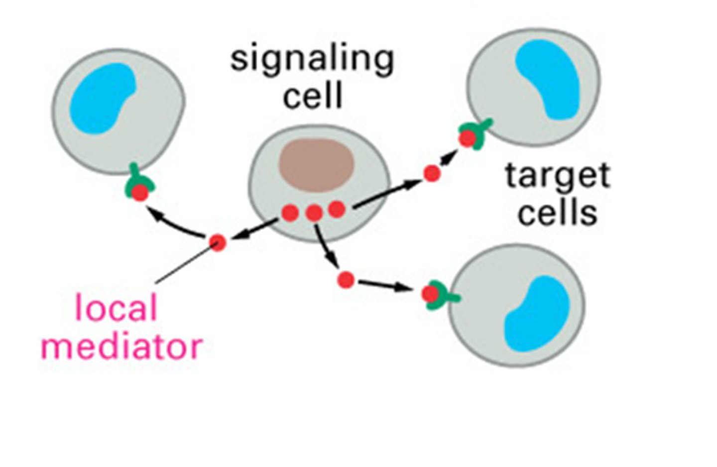 <p>one cell makes molecules</p>
