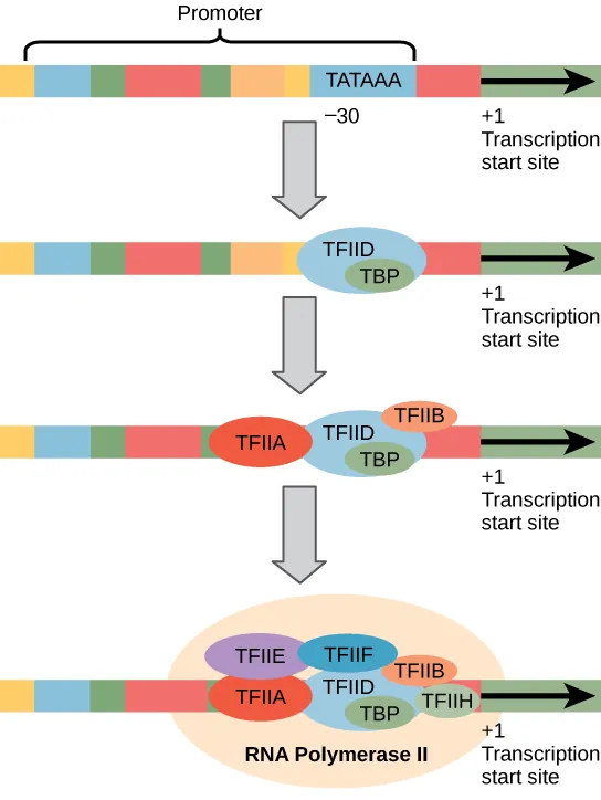 <ul><li><p>Transcription factors (TFs) bind first to the promoter (pre-initiation complex)</p></li><li><p>TFs help recruit RNA polymerase ll to start transcription (initiation complex)</p></li><li><p>RNA polymerase cannot bind DNA alone</p></li><li><p>TATA box: Consensus sequence for eukaryotes</p></li></ul><p></p>