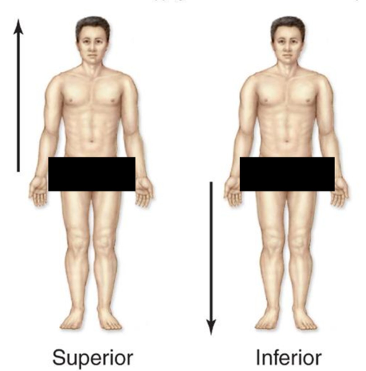 <p>refers to something that is above or higher than another structure</p>