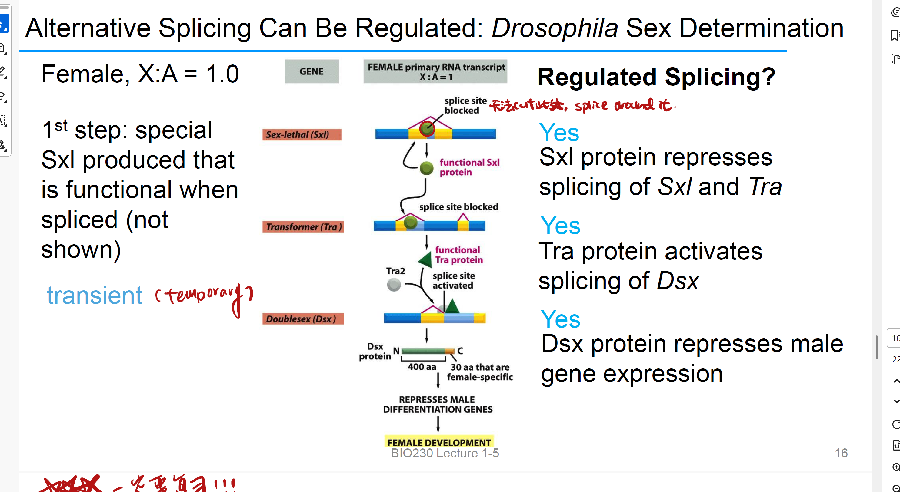 <p>it Regulates sex gene expression,<strong> represses male gene expression</strong></p>