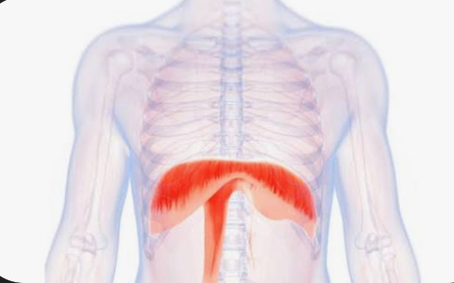 <p>diaphragm</p>