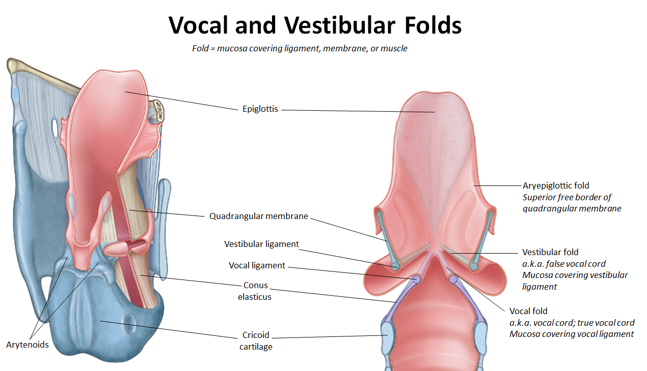 <ul><li><p><strong>Vocal fold (true vocal cord):</strong> mucosa covering the <strong>vocal ligament</strong></p></li><li><p><strong>Vestibular fold (false vocal cord):</strong> mucosa covering the <strong>vestibular ligament</strong></p></li><li><p><strong>Aryepiglottic fold:</strong> superior edge of <strong>quadrangular membrane</strong></p></li></ul><p></p>