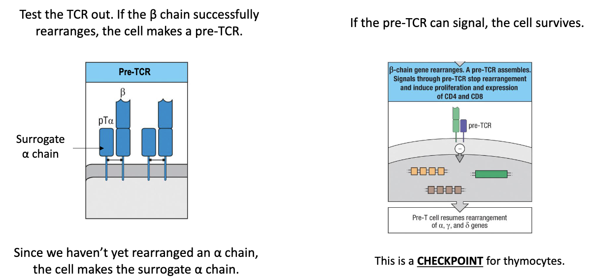<ul><li><p><strong>Surrogate alpha chain</strong> pairs with newly rearranged <strong>beta chain</strong> (before real alpha chain exists).</p></li></ul><ul><li><p>If <strong>beta + surrogate alpha</strong> forms a functional receptor → <strong>signals the cell</strong> → cell survives.</p></li><li><p>This is a <strong>checkpoint</strong>: ensures only cells with functional TCR <strong>survive</strong>.</p></li><li><p>Successful cells <strong>proliferate</strong> to make multiple copies (“safe states”) for further development.</p></li></ul><p></p>