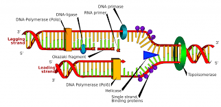 <p>only one strand can be replicated in the same direction as the helicase is unwinding the original strand, leading strand</p><p>Other strand is orientated in opposite direction does not allow DNA polymerase to move in the same direction as helicase, lagging strand discontinuous</p><p>New formed disconnected DNA- Okazaki fragments</p><p>the leading strand is the one where the replicated strand is moving in a 5’ to 3’ direction towards the replication fork, so the 3’ is by the replication fork </p>