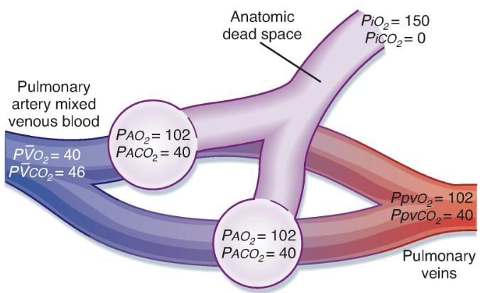 <p>Normal V and Q to both lungs (gas exchange units)</p>