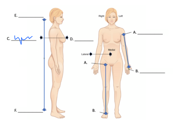 <p>What is this directional term?</p>