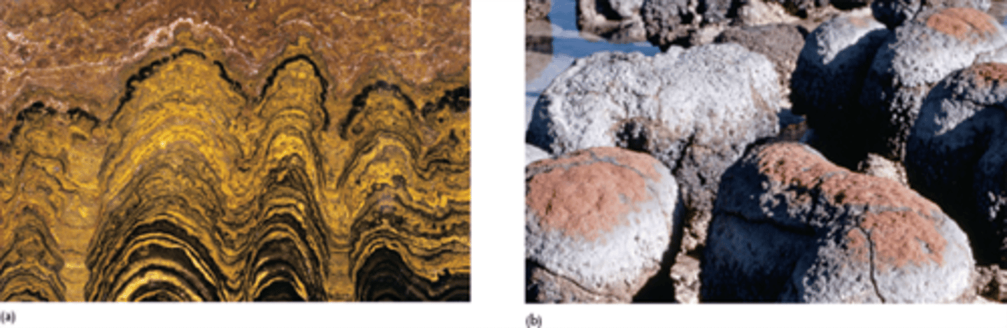 <p>· Mounds of rare bacterial communities that include photosynthetic bacteria</p><p>- Ancient bacteria form their own communities that attract sediments, creating slimy mounds of themselves</p><p>- They have a distinctive rounded shape</p><p>- Cutting them open (illegal) lets u see the diff-colored/aged layers</p><p>- Oldest possible fossils = about 3.4 billion yrs old</p><p>· Lots of them are found in Australia, especially at Pelican Bay, which is isolated from the open ocean</p><p>- Ancient bacteria were able to live there without getting eaten</p><p>- They are found on every continent</p><p>- These structures stopped forming in open areas that had obvious signs of life</p>