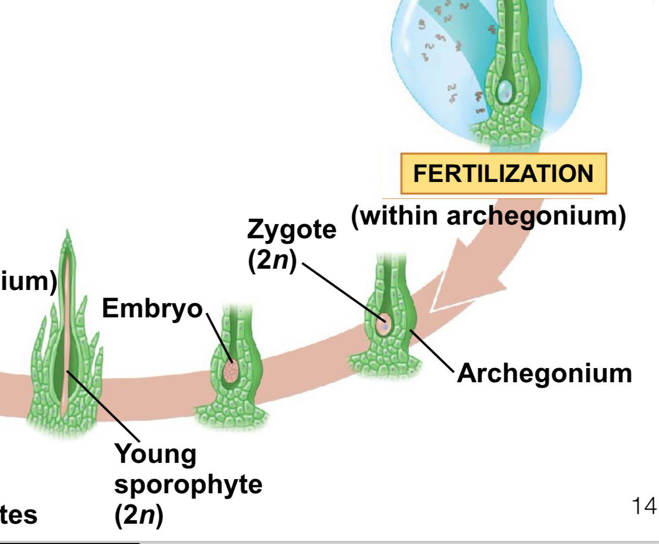 <p>the zygote (fertilized egg) is also <span style="color: var(--color-neutral-black)">retained in the archegonium and develops embedded in and dependent on nutrition from maternal tissue</span></p>