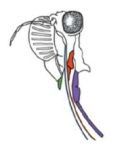 <p>Name this type of mouthparts and give and example</p>