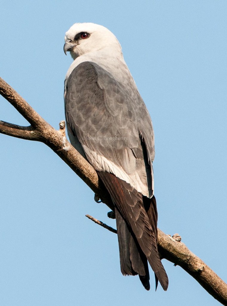 <p>Mississippi Kite</p>