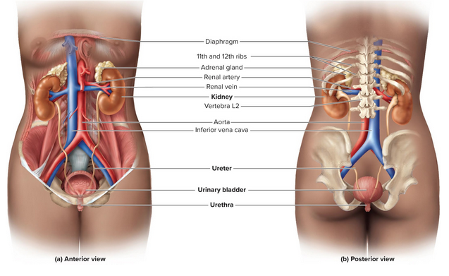 <p>Urinary system organs</p>