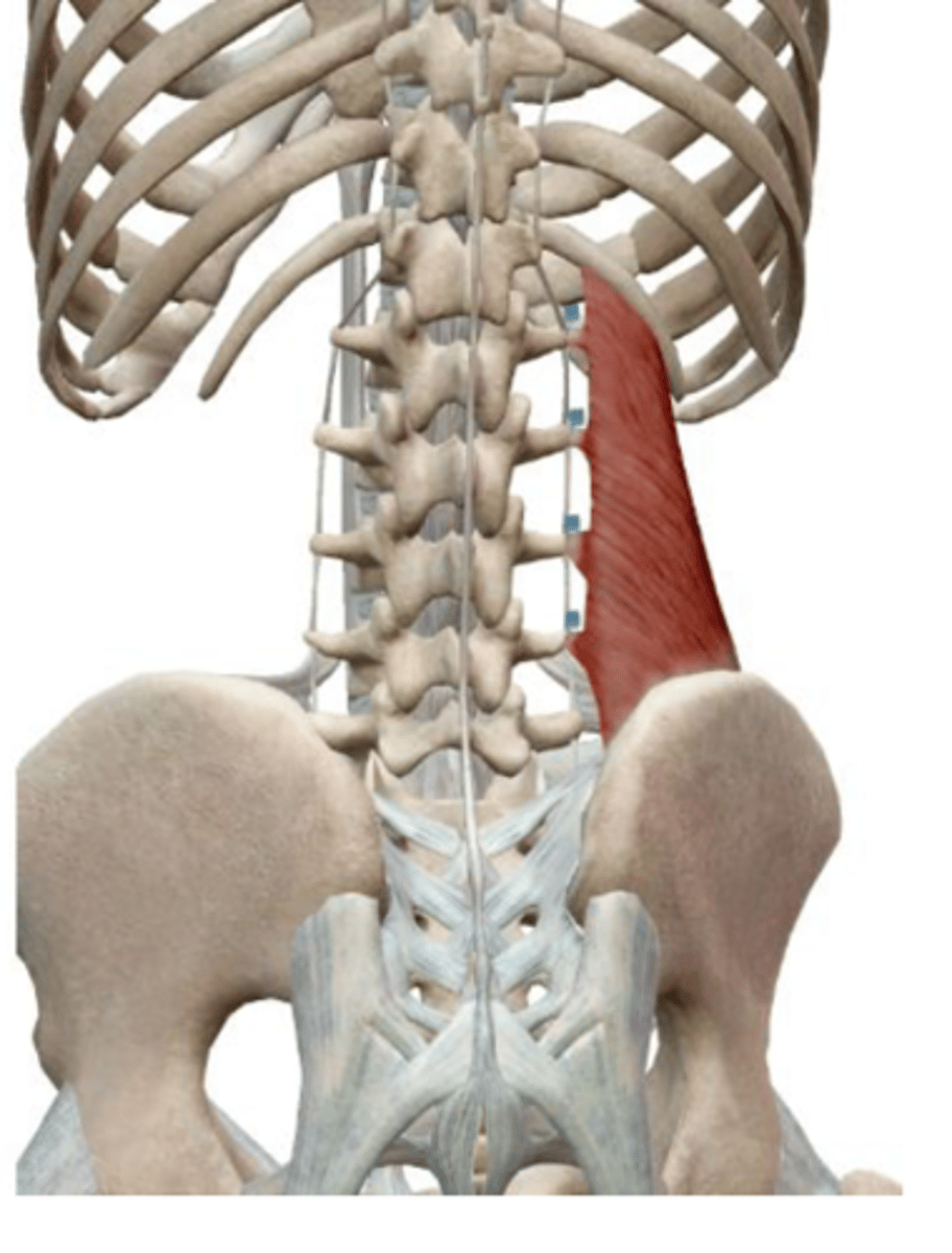 <p>Together: Pull 12th ribs inferior</p><p>during forces exhalation, Extend vertebral column</p><p>Singly: Laterally flex vertebral</p><p>column</p>