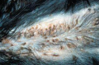 <p>Asociado a Staphylococcus interemedius</p><p>Pápulas y pústulas abdominales, enfermedad bacteriana común en perros, mostly jóvenes. Se parece a pénfigo foliáceo, pero no hay acantólisis ni prúrito.</p>