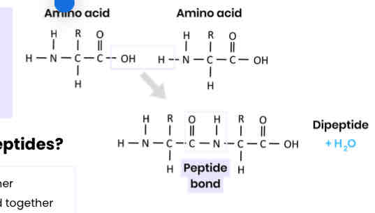 <p>Describe how amino acids join together</p>