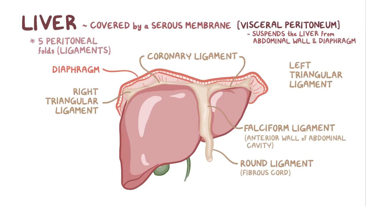 <p>Coronary ligament – reflection of peritoneum from diaphragm to anterior and posterior portions of the liver</p><p>Falciform ligament – separates the left and right lobes </p><p>Left triangular ligament – where anterior and posterior portions of the coronary ligament meet on the left side</p><p>Right triangular ligament – where anterior and posterior portions of the coronary ligament meet on the right side</p><p>Bare area – portion of liver not covered with visceral peritoneum</p><p></p>