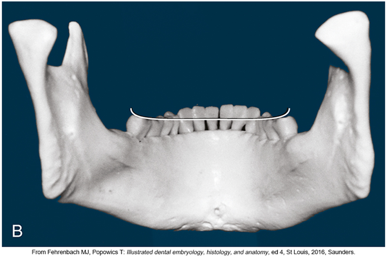 <p>A cross-arch imaginary line that curves inside the posterior occlusal plane. Connects by the occlusal surface of the left mandibular first molar.</p>