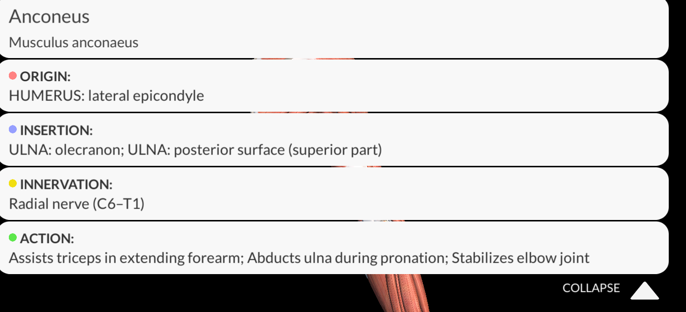 <p><strong><u>Origin</u></strong>: Lateral epicondyle of the humerus</p><p><strong><u>Insertion</u></strong>: Olecranon and proximal posterior surface of the ulna</p><p><strong><u>Innervation</u></strong>: Radial nerve</p><p><strong><u>Function</u></strong>: <strong>Abduction</strong> of the<strong> ulna</strong> in <strong>pronation</strong>; accessory extensor of the elbow joint.</p>