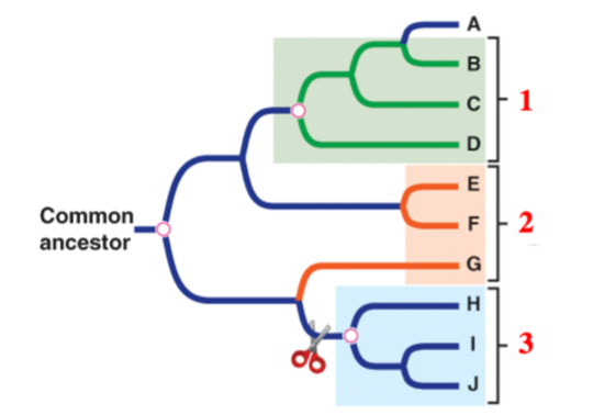 identify the different groupings indicated by numbers 1-3, as either mono, poly, or paraphyletic