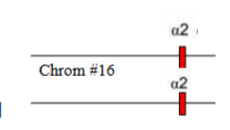 <p>Which&nbsp;α-thalassaemia is this</p>