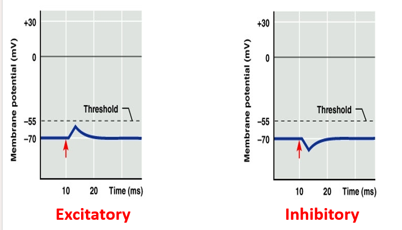 <p><strong>excitatory synapse </strong></p><p>-a synapse where excitatory neurotransmitters are released</p><p>-excitatory neurotransmitters cause <strong>depolarisation</strong> of the postsynaptic membrane.</p><p>-If the depolarisation reaches <strong>threshold</strong>, it triggers an <strong>action potential</strong>.</p><p><strong>inhibitory synapse</strong></p><p>-a synapse where inhibitory neurotransmitters are released</p><p>-inhibitory neurotransmitters cause <strong>hyperpolarisation</strong> of the postsynaptic membrane.</p><p>-makes it <strong>less likely</strong> for an action potential to be triggered</p>