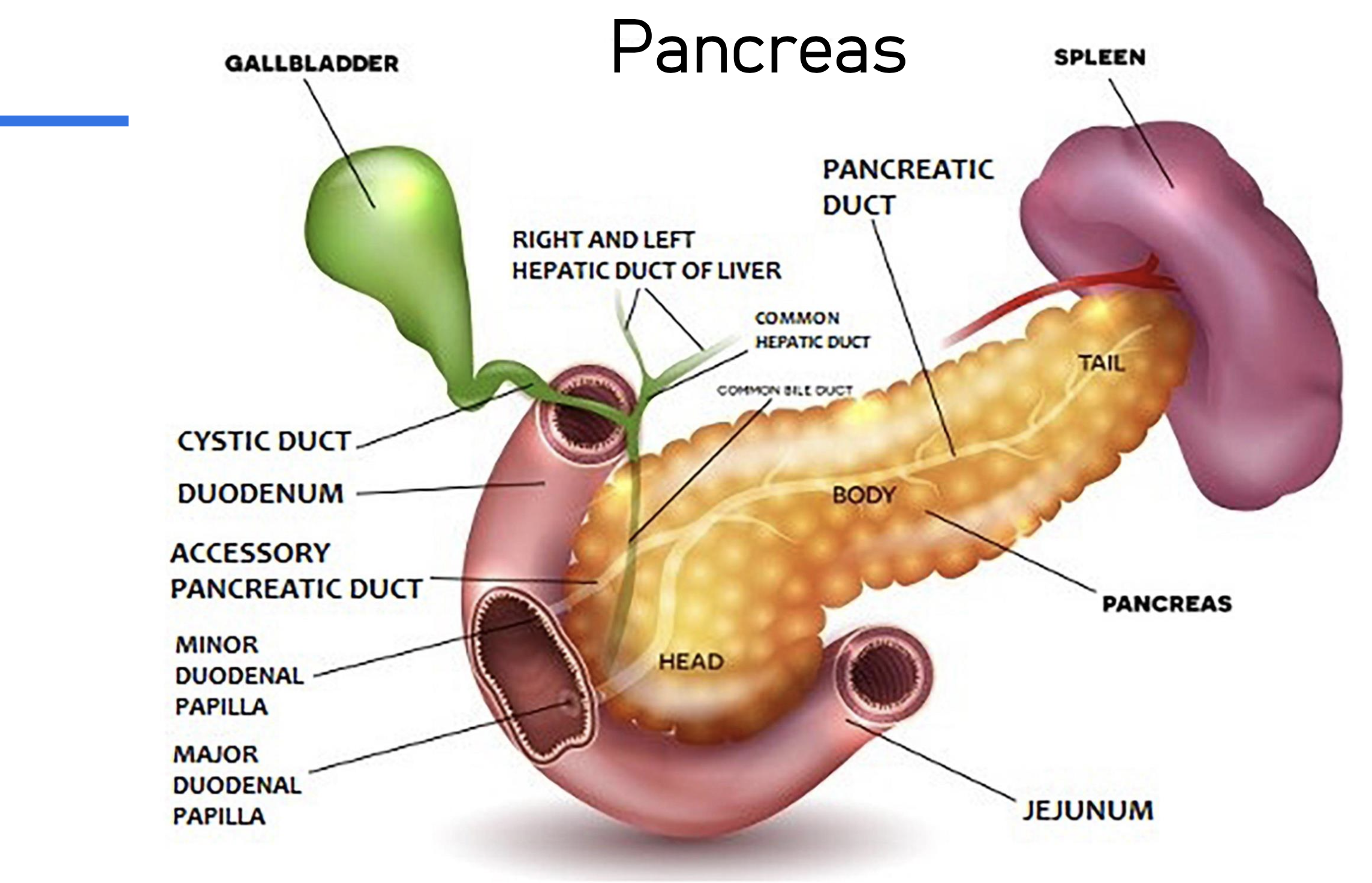 <p>Exocrine:&nbsp;</p><ul><li><p>digestive in function it is conveyed to duodenum through pancreatic duct, pancreatic juice contains enzymes:</p><ul><li><p>Lipase: fat fatty acids and glycerol</p></li><li><p>Amylase: starcth maltose</p></li><li><p>Trypsin: peprones amino acids</p></li></ul></li></ul><p>Endocrine:</p><ul><li><p>secreted by the islets of Langerhans ad directly poured into circulation - this secretion has 2 different hormones, which are secreted by 2 different cells of islets of Langerhans&nbsp;</p></li><li><p>Glucogen : secreted by alpha cells&nbsp;</p></li><li><p>Insulin : secreted by beta ce;ls&nbsp;</p></li></ul><p></p>