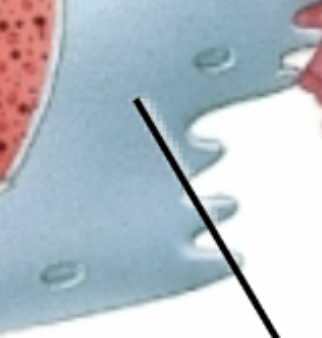 <p>What does the pointer point to? </p>