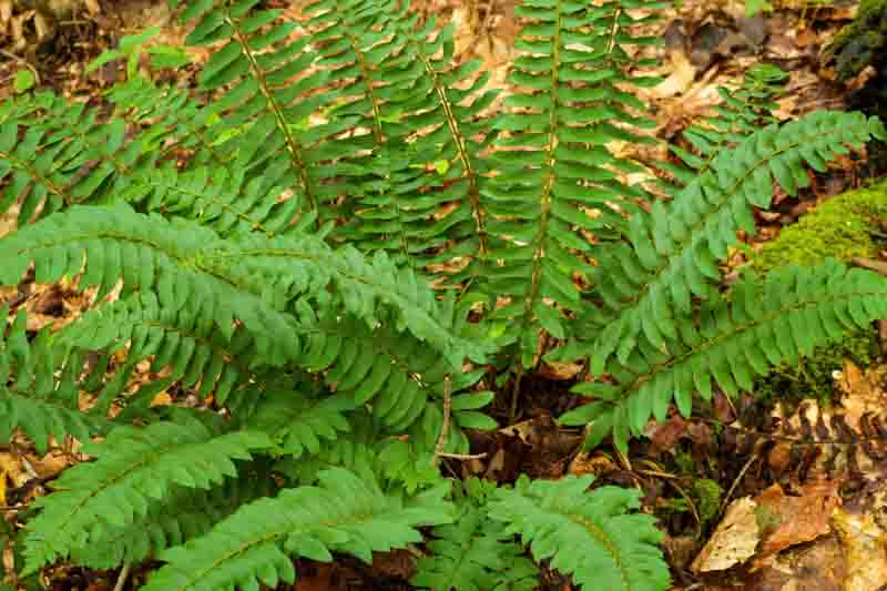 <p>A clumping evergreen fern with glossy, leathery fronds that remain green through winter.</p><p>-frons more stiff, more arching than ostrich,</p>