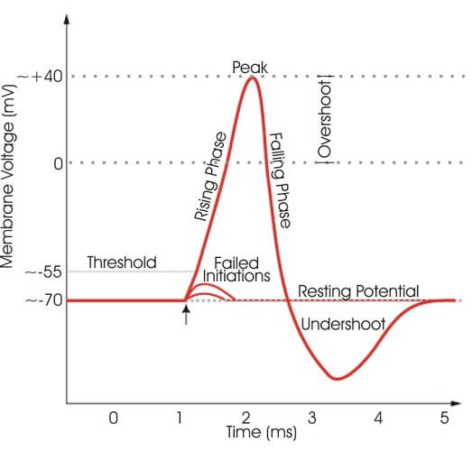 <p>Absolute Refractory Period</p>