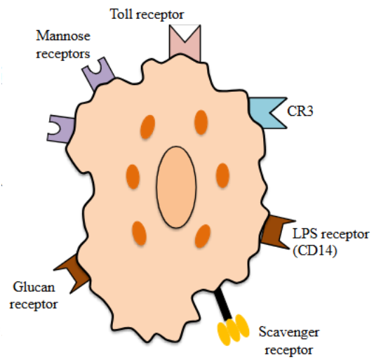 <ul><li><p>Located on monocytes and macrophages, dendritic cells, and mucosal epithelial cells of the intestine, lymphocytes, and endothelial cells.</p></li><li><p>Help in recognition of common pattern → non-specific foreign organisms or dying cells.</p></li><li><p>Macrophages express several receptors specific for bacterial constituents.</p></li><li><p>Toll-like receptors.</p></li></ul><p></p>