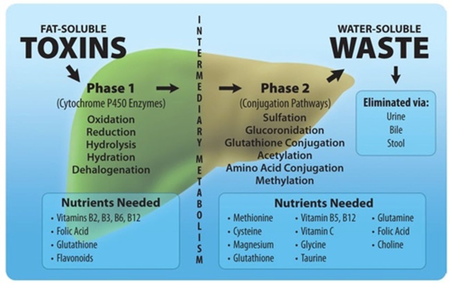 <p>Detoxification involves the inactivation of various substances such as drugs and toxins by enzymes in the microsomal mixed-function oxidase system, primarily occurring in the SER or in peroxisomes of hepatocytes.</p>