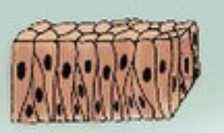 <p>Appearance of layers but not actually layered. Can be found in the trachea. Contains goblet cells that produces sticky mucous.  </p>