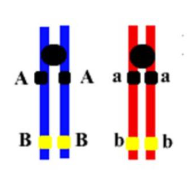 <p>show how linked genes (non sex) work with this example</p>