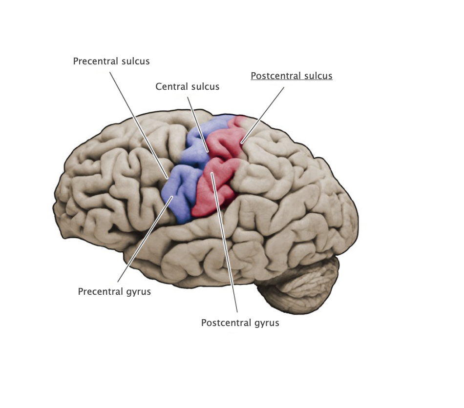 <p>Vertically oriented sulcus at the posterior margin of the postcentral gyrus.</p>