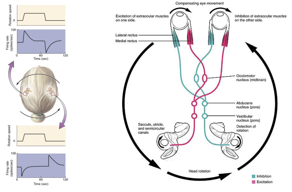 <ul><li><p>Example: Rotating head left but maintaining eyes on a fixed point</p></li><li><p>Excite the red side (contract) and inhibit the blue side (relax)</p></li></ul><p><em>(Vestibular nucleus - medulla/pons)</em></p>