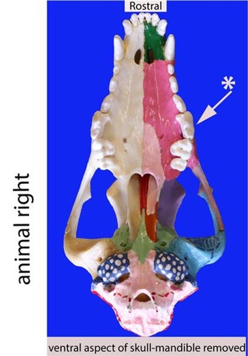 <p>Identify the general type of tooth the arrow is pointing to</p>